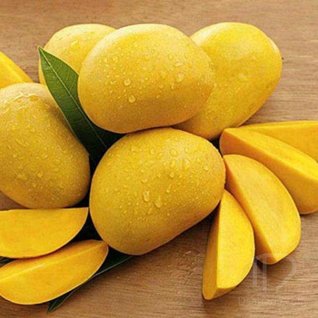 Pakistani mango orchard and premium mango harvest