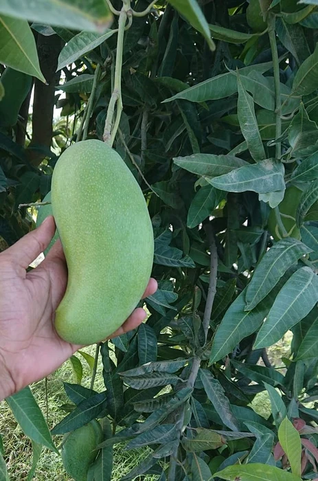 Premium golden Pakistani mangoes