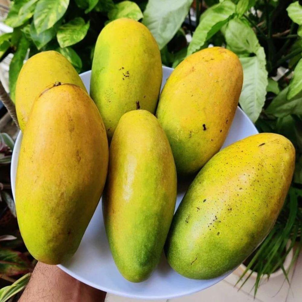 Premium Pakistani mango collection