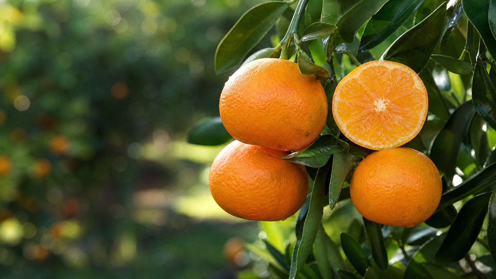 Feutrell's Early Mandarin