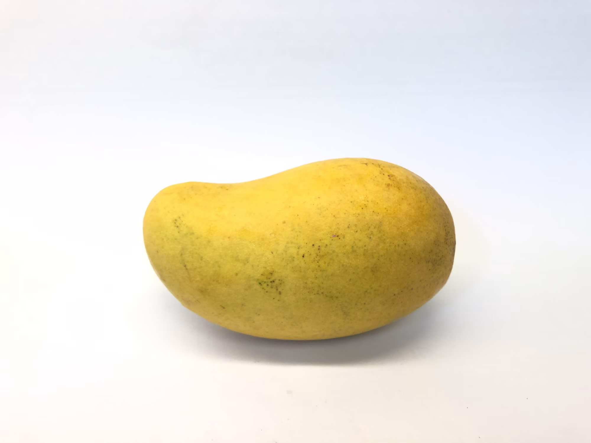 Fresh Pakistani mango harvest in orchard