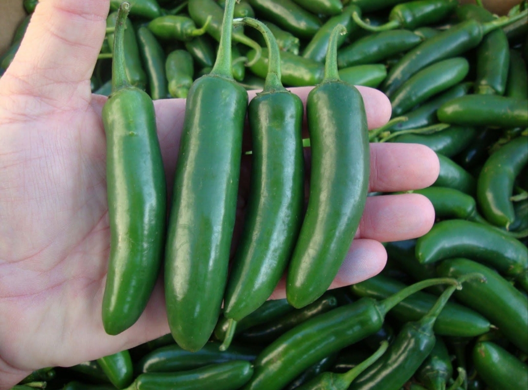 Serrano Green Chili