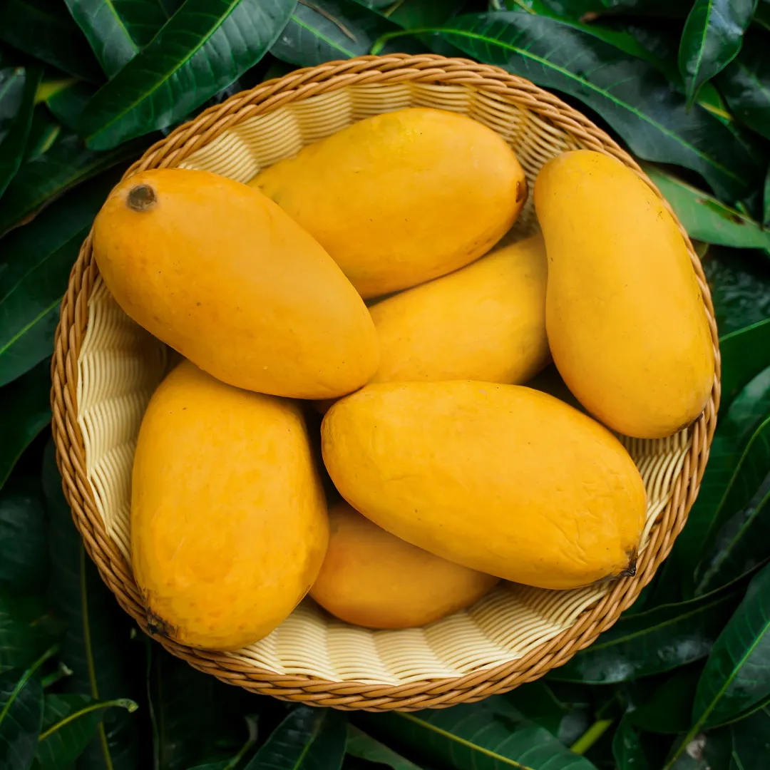 Premium Sindhri mangoes in a Pakistani orchard
